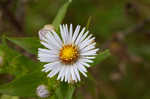 Purplestem aster